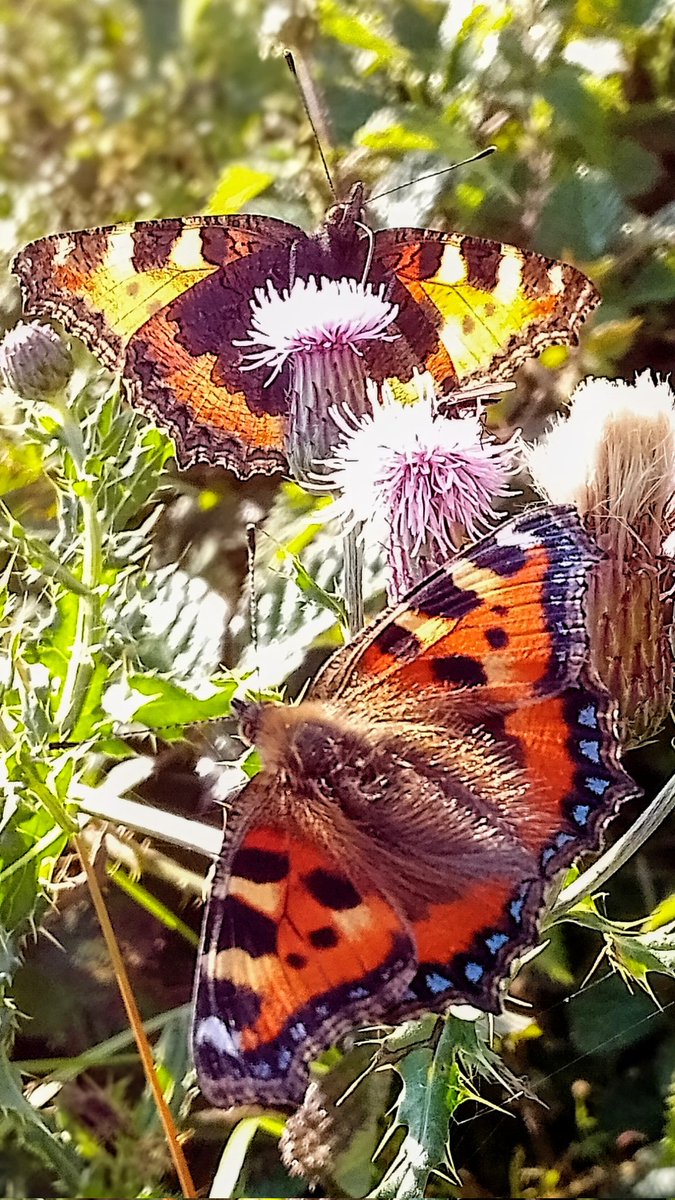 s4r4h_l's tweet photo. It's a #butterfly day! 😍🤩🎉🦋  Delighted to say the #SmallTortoiseshell population is looking very healthy at #NTFellFoot, enjoying the creeping thistle at least a dozen seen, with more across the water at #Lakeside. #Windermere @savebutterflies @BC_Cumbria https://t.co/Y6qXa2UjR1