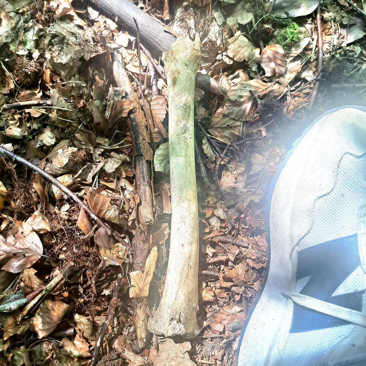 Någon skelettdel. Någon som är bra på skelettdelar? Benet är minst 35 cm långt.