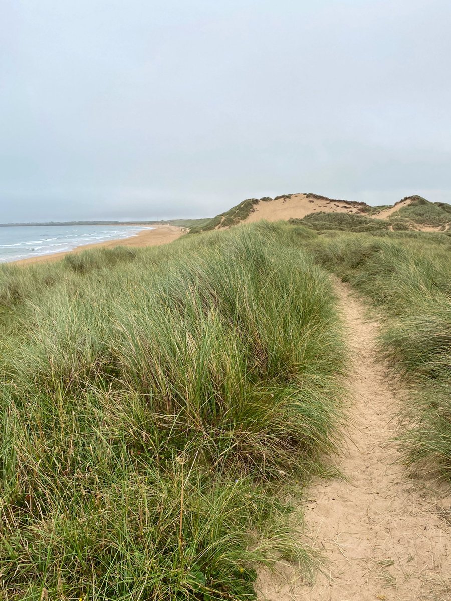 AilishSinclair's tweet photo. In the dunes. By the sea. #Scotland https://t.co/yQEqtOZnFy