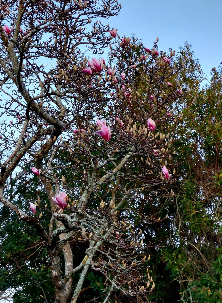 GabyLynch9's tweet image. Morning tweeties 👋 Happy new week all. A chilly start but the sun is shining 😊 My magnolia&apos;s starting to flower in earnest now, won&apos;t be long until she&apos;s covered in flowers again🌸#SpringIsComing