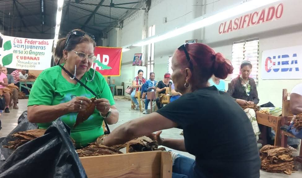 Domingo de trabajo y reconocimiento en #SanJuanyMartínez 
🍂 La Secretaria Gral de la FMC, Teresa Amarelle, junto a <a href="/YamileRamosCord/">Yamilé Ramos Cordero</a> y otros dirigentes, protagonizaron jornada de trabajo voluntario en el Taller Escogida V-12-28 apoyando proceso de beneficio del tabaco