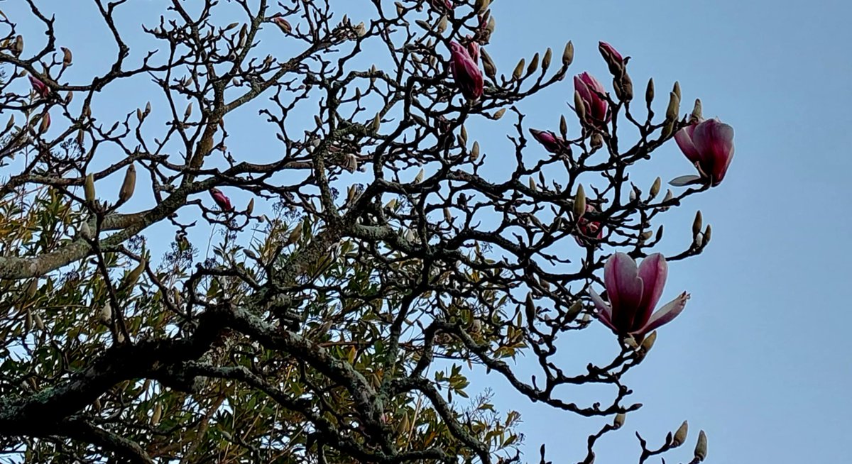 GabyLynch9's tweet image. Morning tweeties 👋 Happy new week all. A chilly start but the sun is shining 😊 My magnolia&apos;s starting to flower in earnest now, won&apos;t be long until she&apos;s covered in flowers again🌸#SpringIsComing