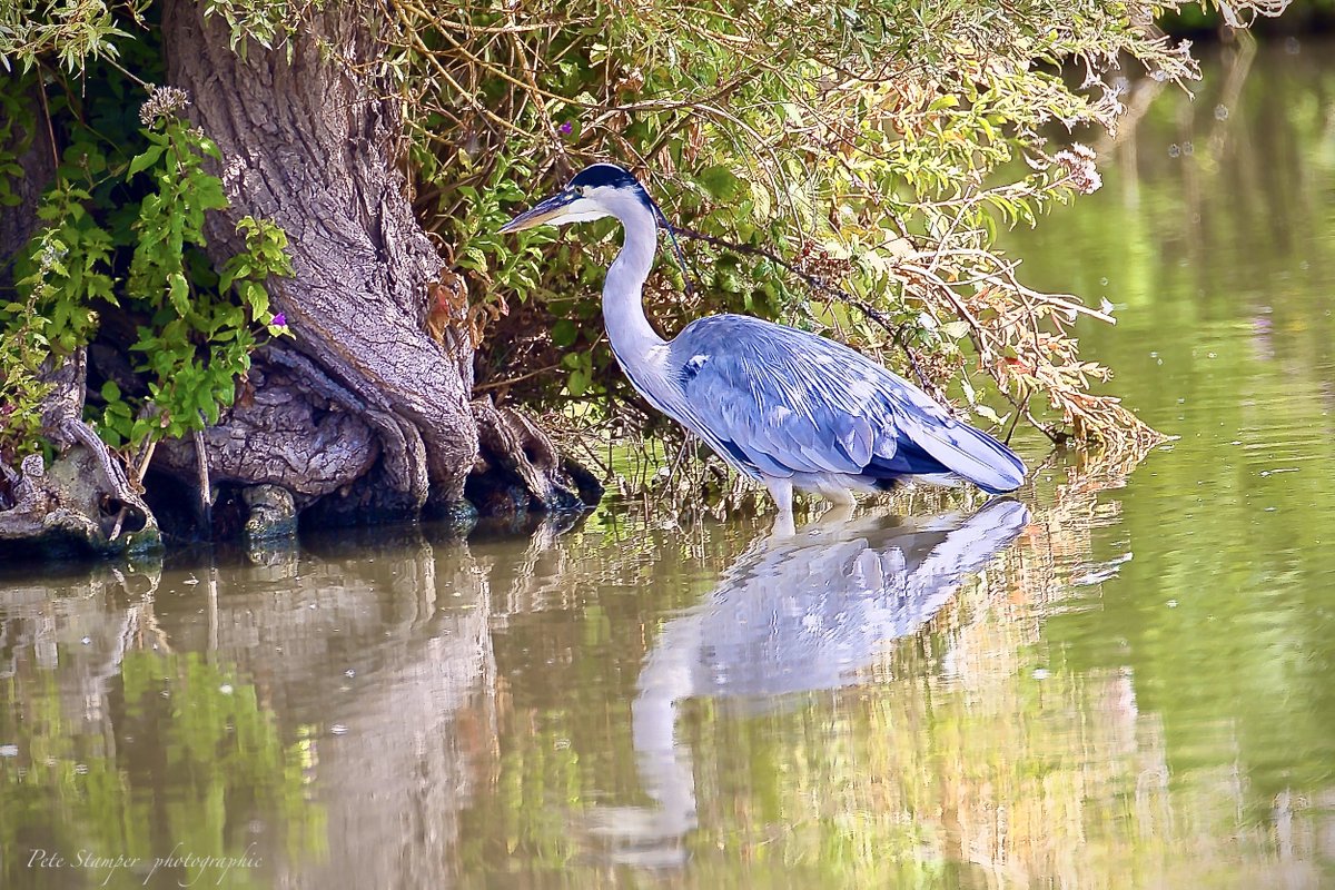 Heron last week ... <a href="/WWTSlimbridge/">WWT Slimbridge</a> <a href="/slimbridge_wild/">Slimbridge Sightings</a> <a href="/Natures_Voice/">RSPB</a> @GloucestershireWild <a href="/Natures_Voice/">RSPB</a>