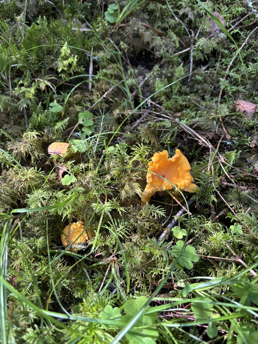 lisapyooooon's tweet image. ノルウェーに5年住んで初めてきのこ狩りに行きました！🍄‍🟫想像以上に楽しかった、今シーズンまた挑戦したい🍄❤️‍🔥きのこ見つけた時の嬉しさハンパない。