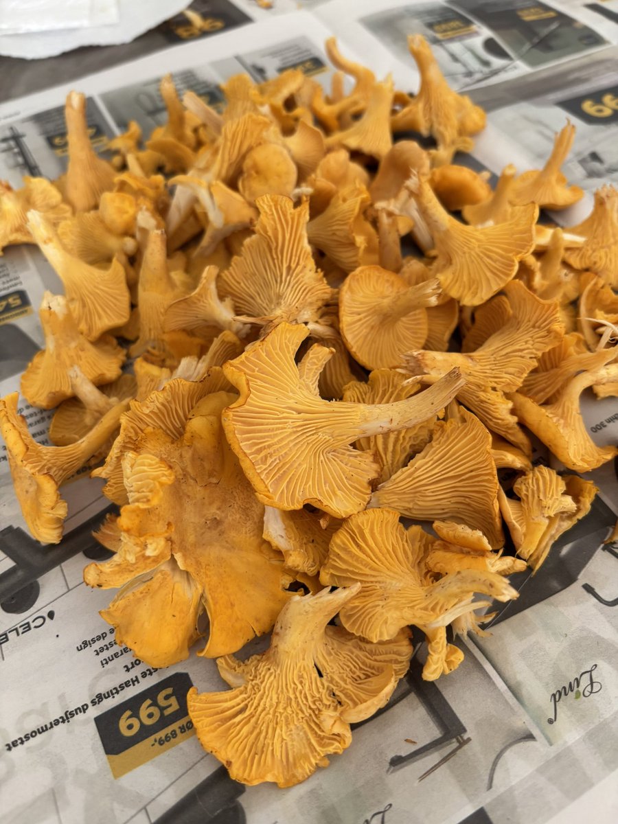 lisapyooooon's tweet image. ノルウェーに5年住んで初めてきのこ狩りに行きました！🍄‍🟫想像以上に楽しかった、今シーズンまた挑戦したい🍄❤️‍🔥きのこ見つけた時の嬉しさハンパない。