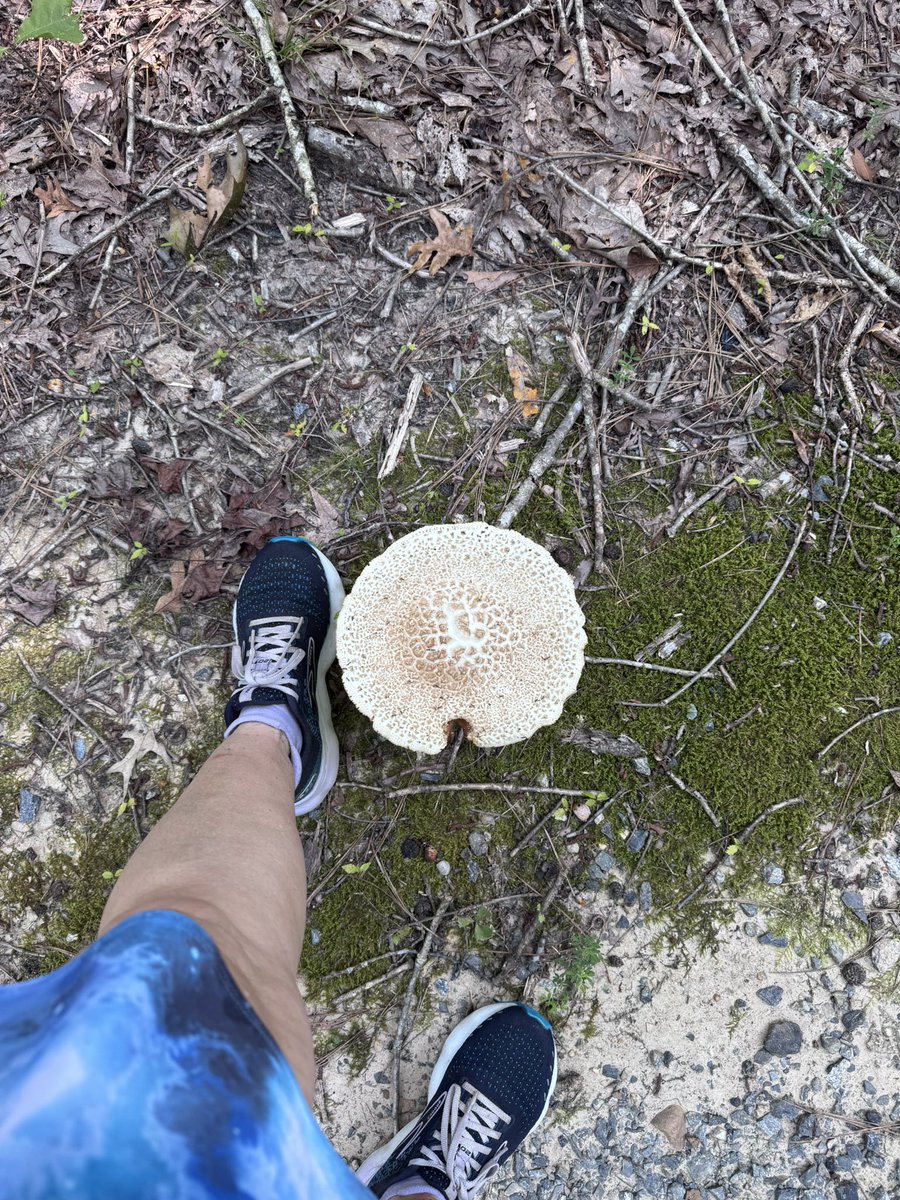 TheOtherLori's tweet photo. 16 miles done. Too much sun beating down &amp; heat. Almost called for a ride back to my car but I didn’t. I’ll take a sucky run over a giving up on my run any day! #runchat #mcmtraining #summerrunning #captrail https://t.co/gb8envBpEO