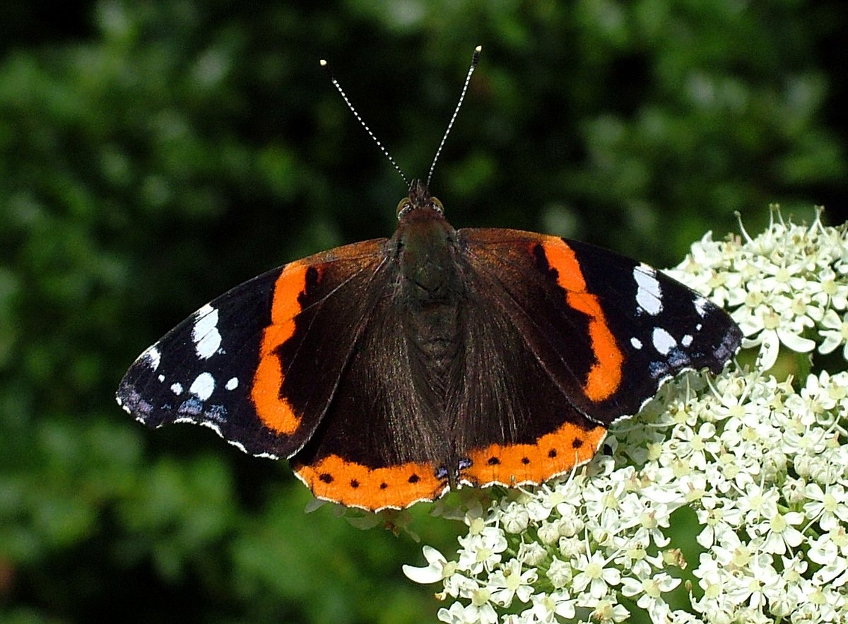 Cumbria Butterfly Conservation tweet media