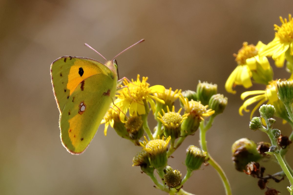 Della & Hayden Lack🦉🏴󠁧󠁢󠁷󠁬󠁳󠁿 🦔🦊🦋🦡 tweet media