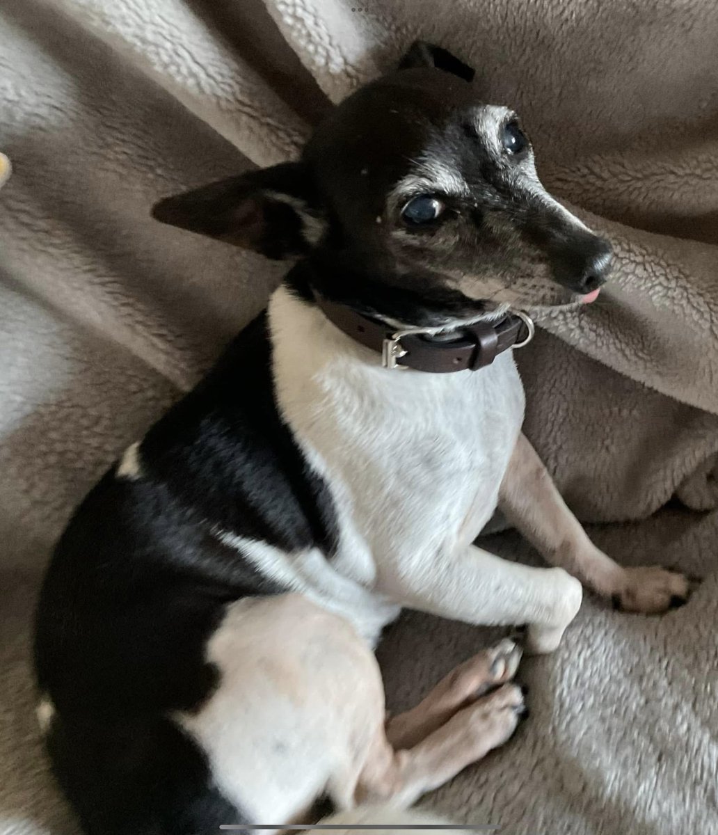 millypod1's tweet photo. 🆘11 AUG 2025 #Lost KIM #ScanMe
ELDERLY Jack Russell Terrier Female
#Eastwell #MeltonMowbray #Leicestershire #LE14
Kimmy is almost 14 slightly hard of hearing.
Has no teeth not used to the outdoors.
She has epilepsy and requires daily medication😢
https://t.co/eqgXDA5POk https://t.co/fSHCTP1nll