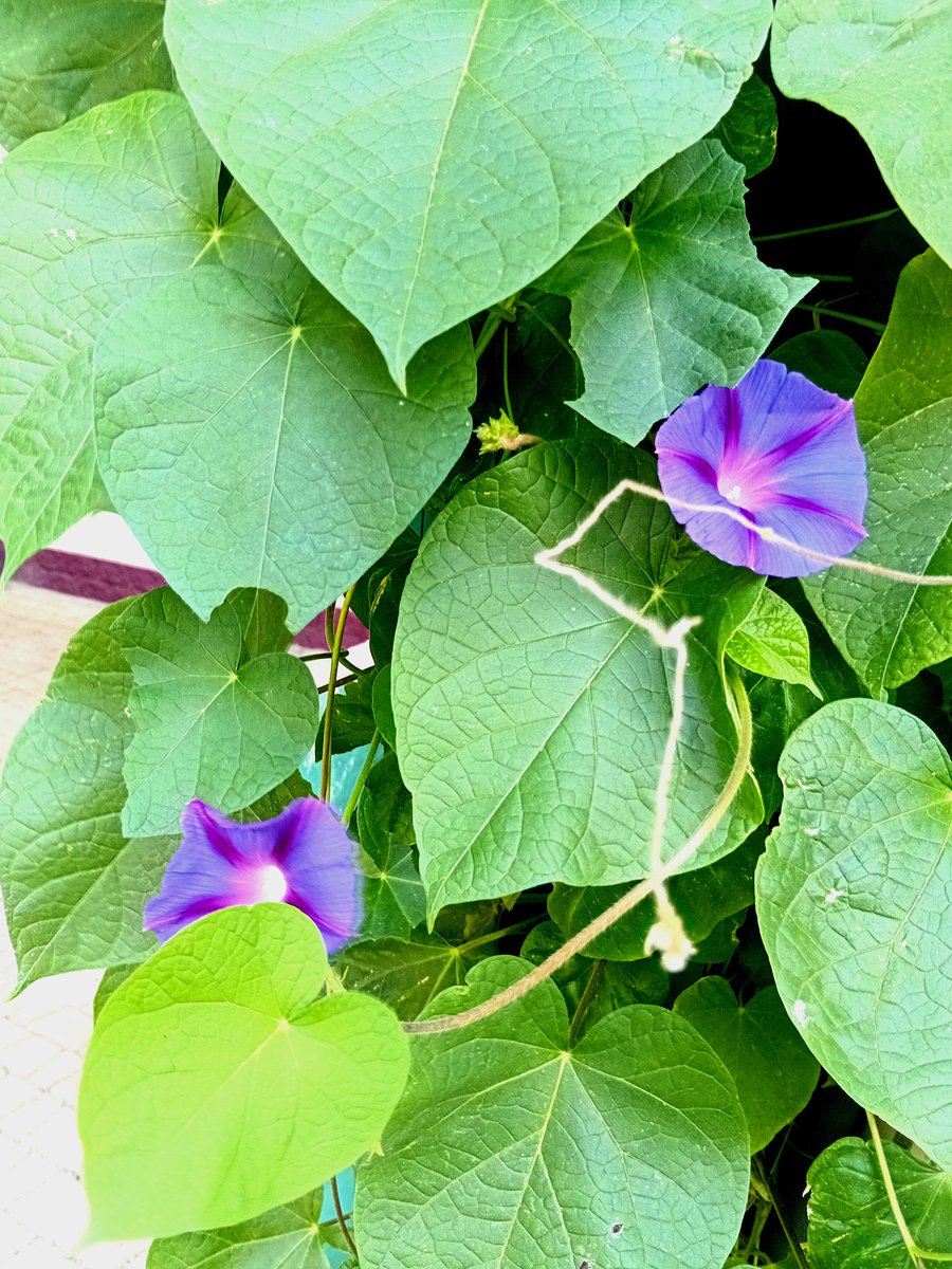 Катерина Галич tweet media