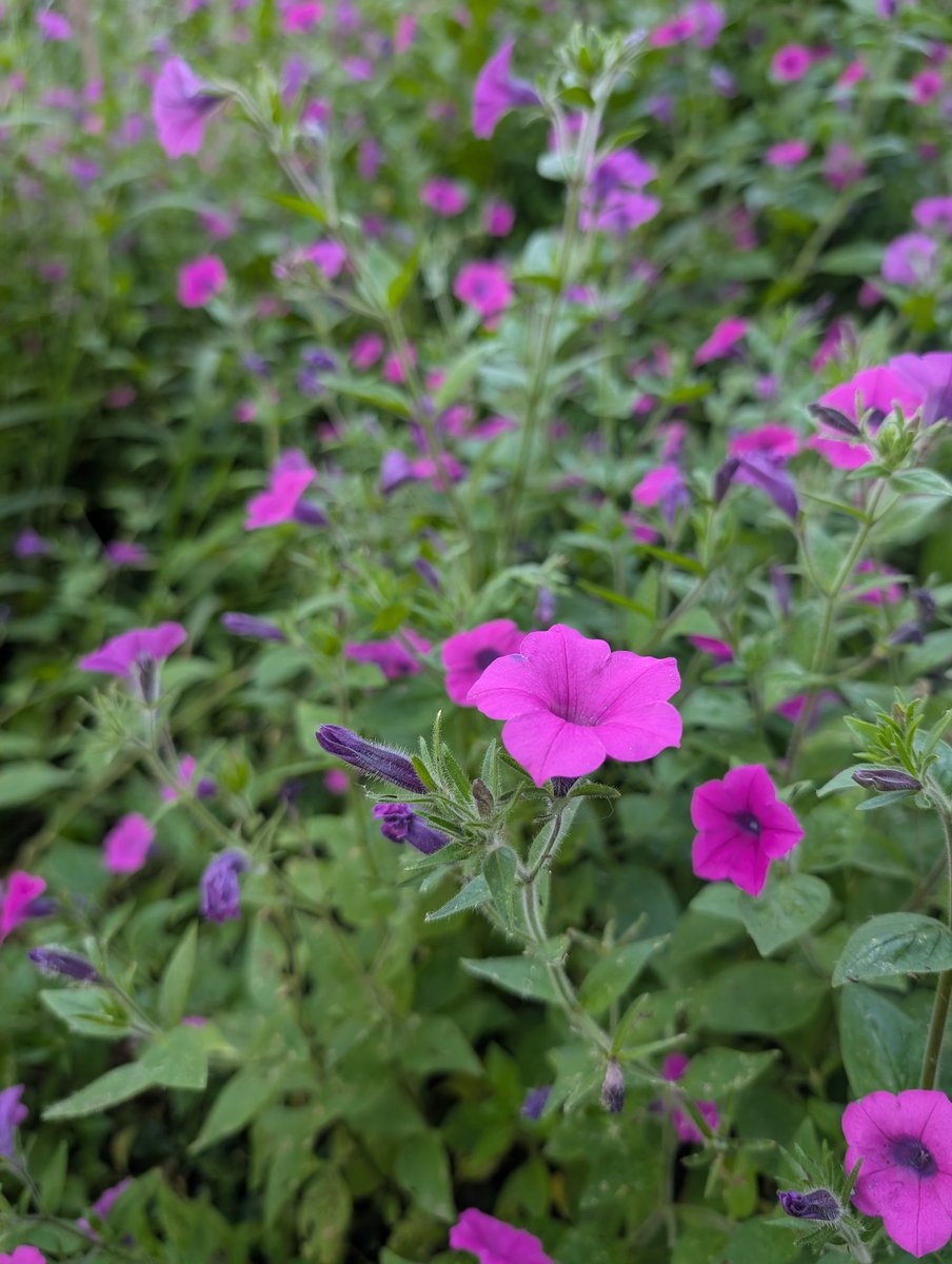 Petunias silvestres. Parque cerro ñemby.