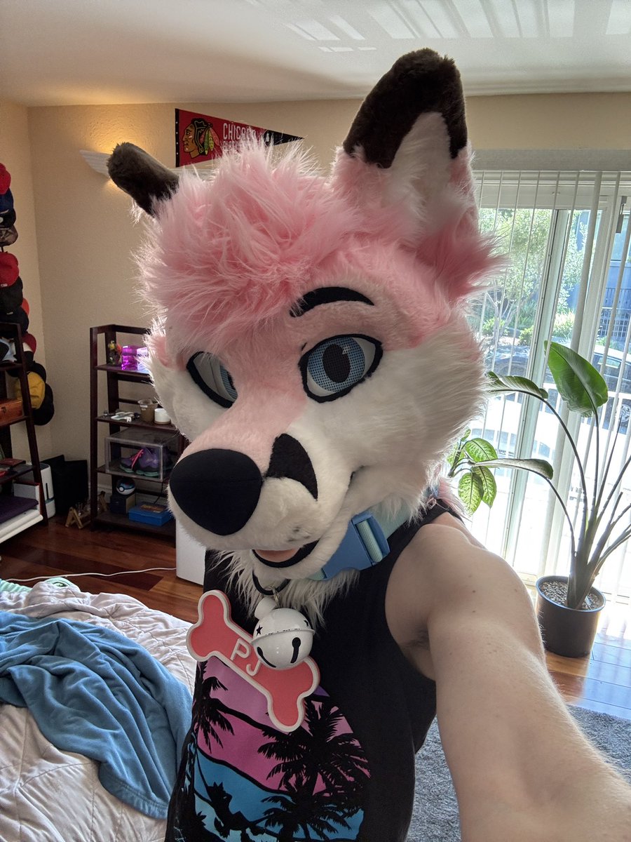 Yap! 🦊🩷

#furry #fursuit #fursuiting #fox #furries