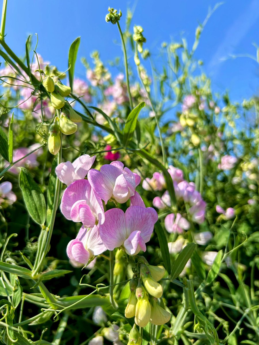 Sweetpeas bursting through the hedgerow 
#sundayvibes #walking #pink