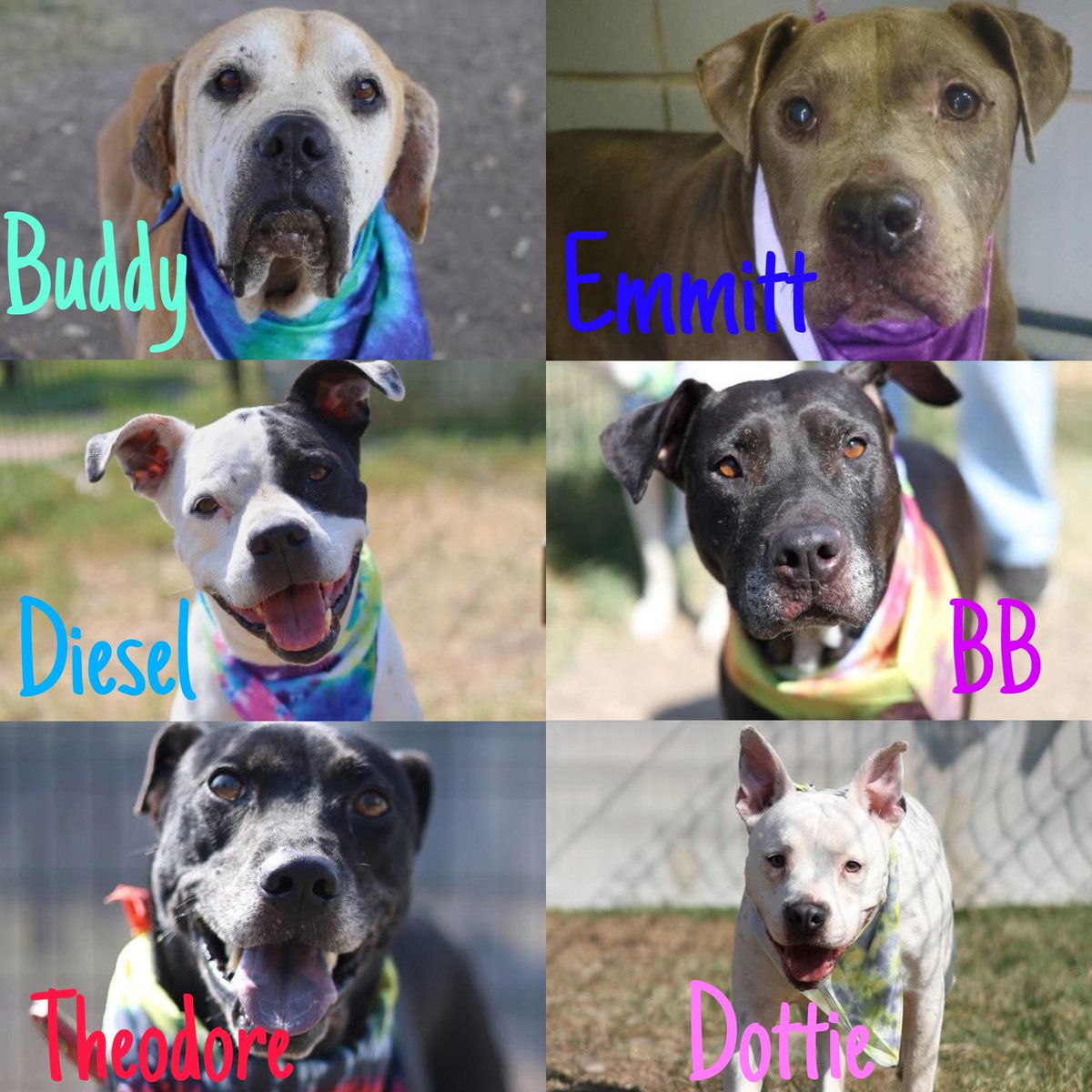 _taysmyoxygen1d's tweet image. 🆘 OLDER / #SENIORDOGS TO BE KILLED TMW 8.18 BY #SANANTONIO ACS #TEXAS‼️ 

Buddy #A597272 7.5yo nM
Emmitt #A452623 8yo M
Diesel #A765787 owner surrendered w BB #A766138 (8yo M&amp;amp;F) 
Dottie #A770042 8yo F
Theodore #A770141 7yo M

#Foster / #AdoptDontShop ☎️210207666/6669

#PLEDGE 🙏🏼