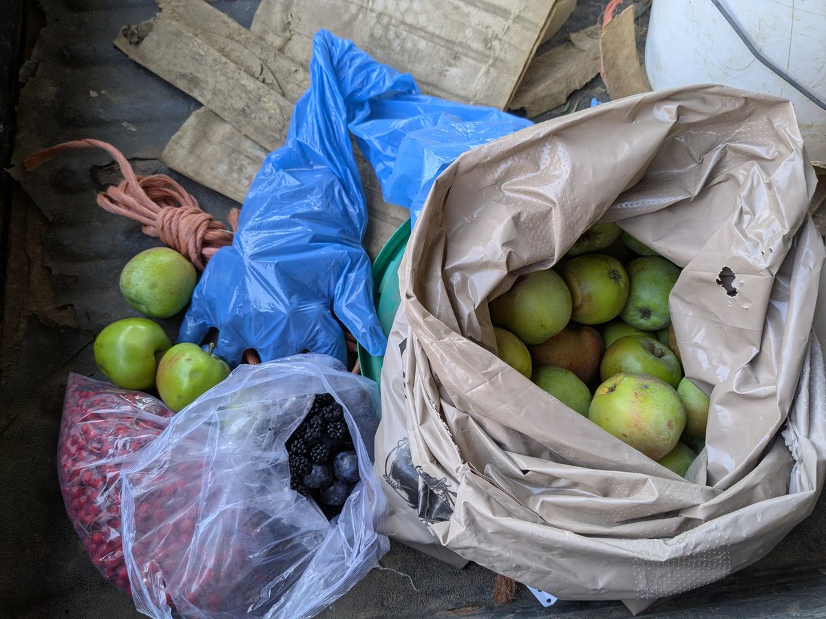 sheepinstitches's tweet image. Not a bad use of an hour. Foraging around the farm yielded approx 10kg of fallen apples, blackberries, bullace ( a type of wild plum) and Rowan berries. The blackberries and a few of the apples are now stewing happily to make a pudding go with our supper. #foodforfree