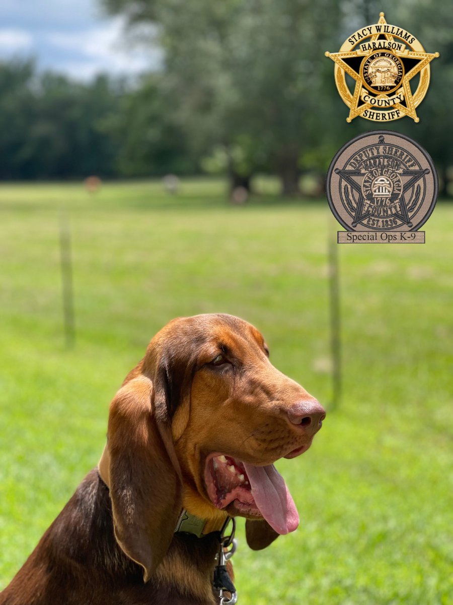 HCSO_K9Copper's tweet photo. K-9 Copper wanted us to share his super serious side profile pic. He’s super proud of it… as he should be!

K-9 Copper wishes a great week to you all!

#K9Copper🐾
#WorkingPup
#HaralsonCountyK9
#Weekend
#NewWeek
#HCSO https://t.co/1LAPeljEW8