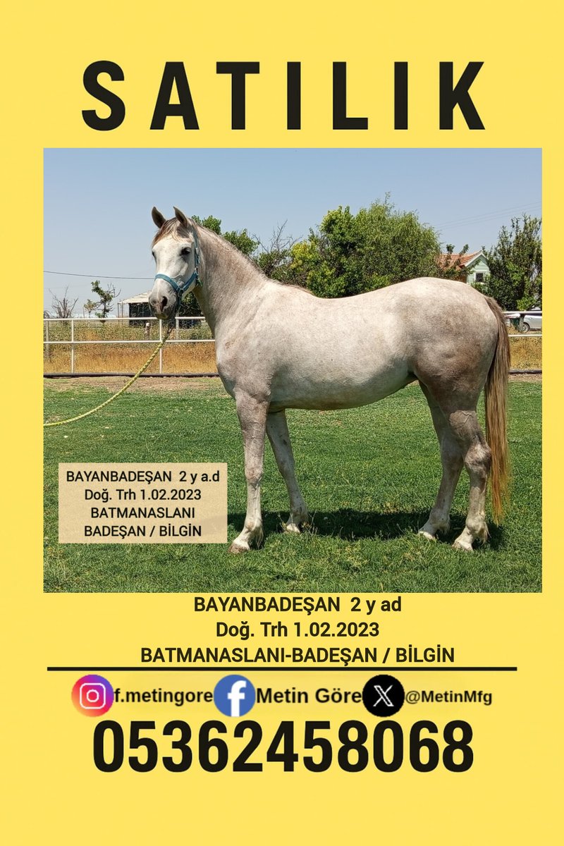 MetinMfg's tweet photo. #BatmanAslanı tayı, anne Badeşan, kısrak babası #Bilgin @varmitalip https://t.co/CpIsAs6h9B