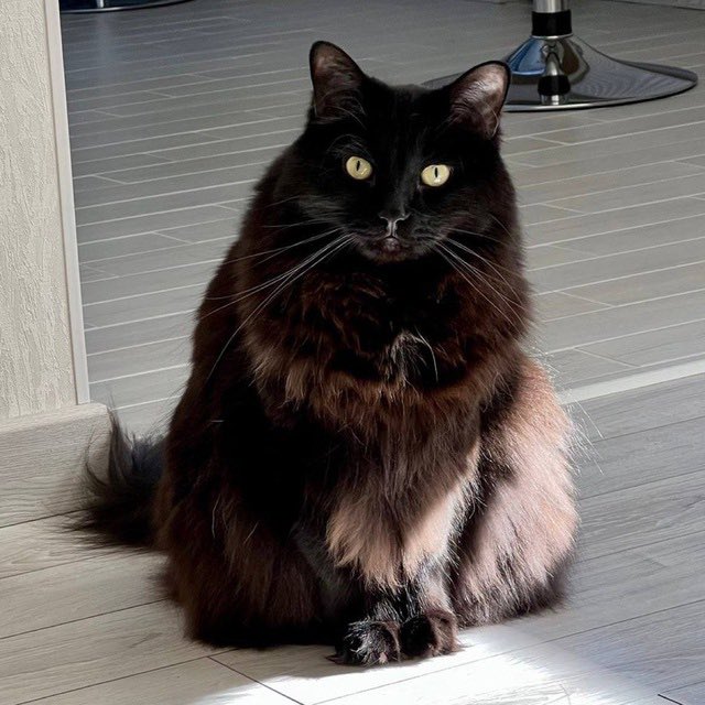 <a href="/Binance_intern/">Binance Intern</a> looks like #MITTENS?😺