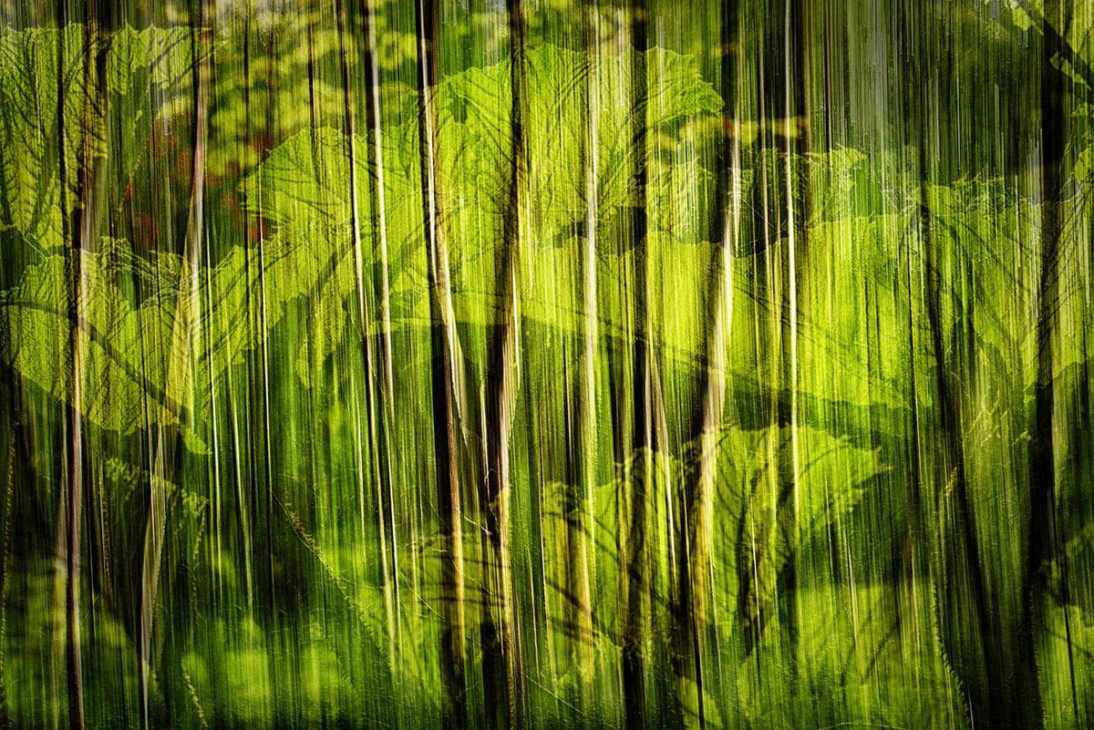 Sam_Alexandra23's tweet image. Good day Gang!  Today's photo challenge is the #DoubleExposure or #MultipleExposure capture, either in camera or post edit. Have a lovely day out there! #Photography #Nature #Scenes📸 🇨🇦