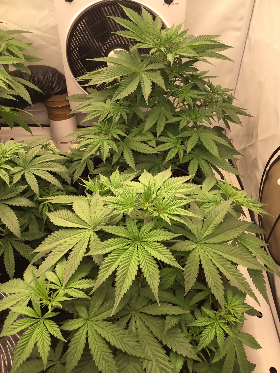 Hello Cann Fam, our Black Lebanon <a href="/SuperSativa1985/">Super Sativa Seed Club</a> is now 30 days old after germination and is doing quite well, although one is lagging behind the other 4.We will give it its own tent next week at the latest when it goes into flower so that there isn’t such a large difference!