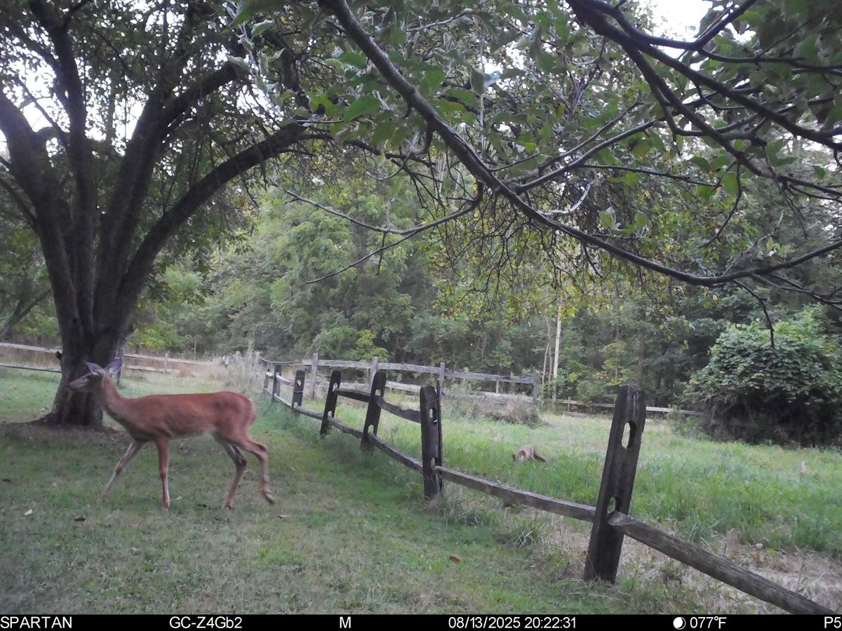Fox stalking doe <a href="/Trail_Cams/">trailcam</a>