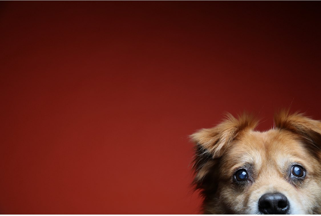 My friend, Andy Stolarek, of <a href="/furtographs/">Andy Stolarek</a>, will be in Los Angeles this coming Sunday, August 24, and has two openings on his schedule. Have your dog or cat join Scooter, Lucky, Nelly, and Bootsie as one of his subjects. You'll have an incredible experience!