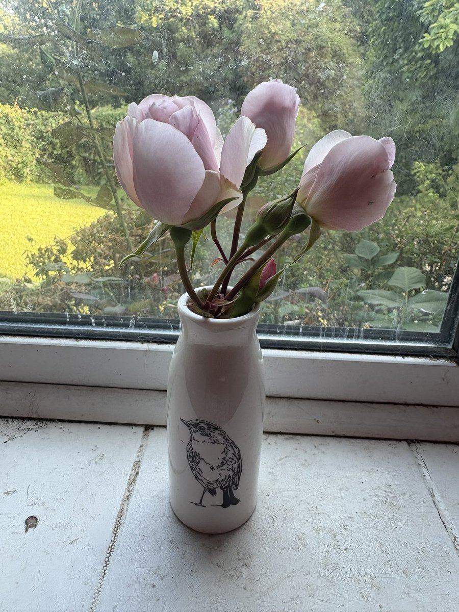 papaver's tweet photo. Roses for the kitchen windowsill #myroses #cutroses #roses #mygarden #gardening #birdyvase #gardeningx #gardeningtwitter https://t.co/GP5qkqJcAQ