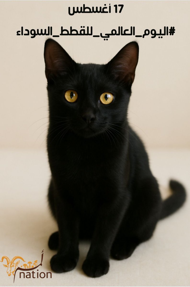 بريئة من كل شيء إلا الجَمال ♥️

#اليوم_العالمي_للقطط_السوداء  🐈‍⬛