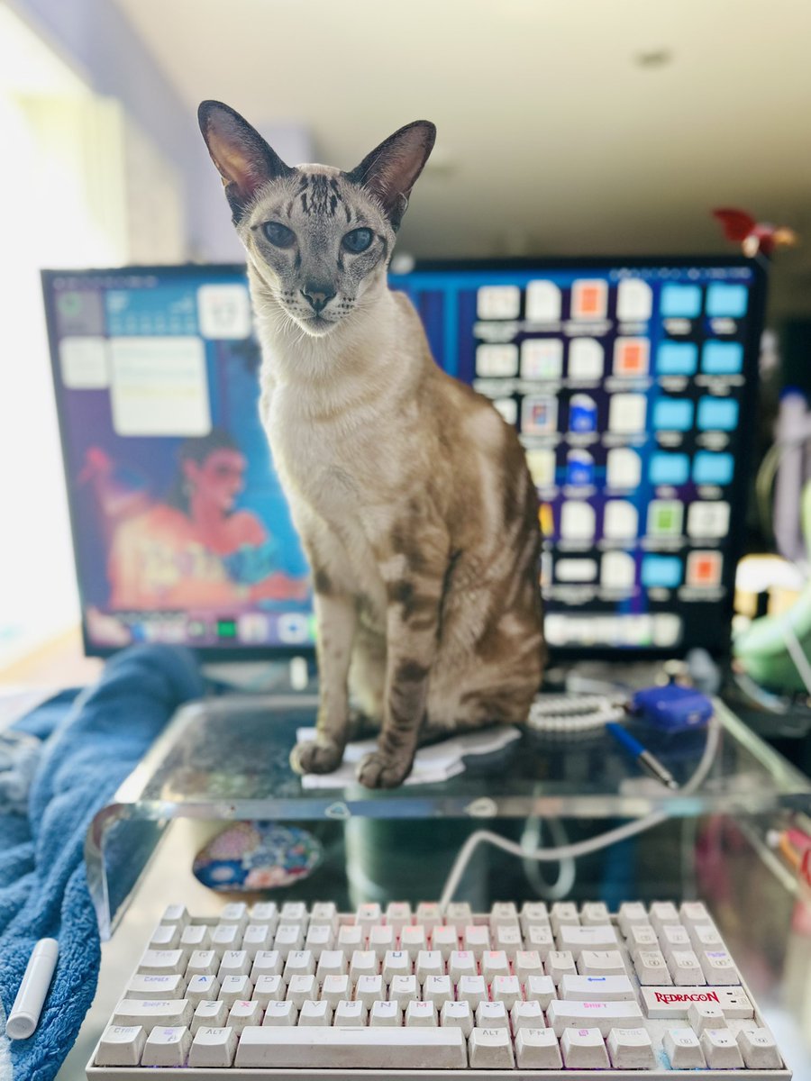 MOVE, Periwinkle! I’ve got work to do! 😆 

He’s been sitting here for ten minutes.