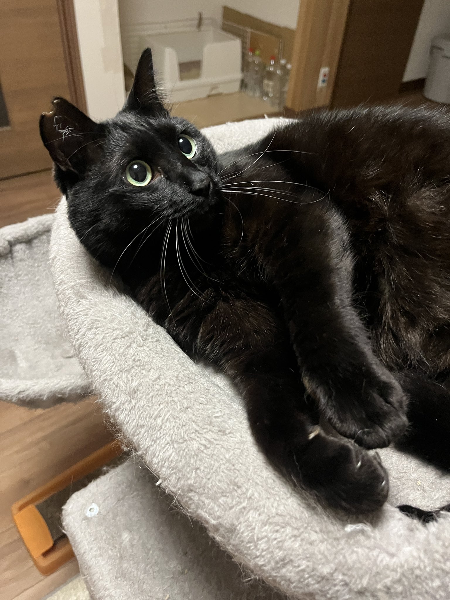 黒猫 黒猫つくねちゃん太しっぽ on X: 