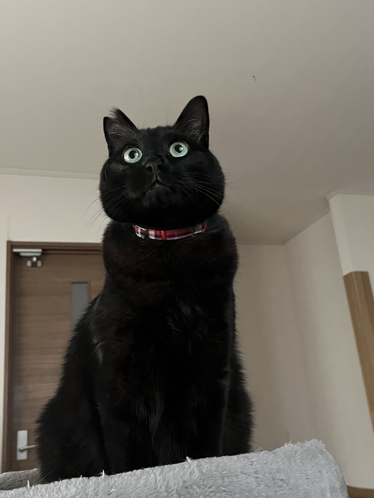 黒猫 825 on X: 