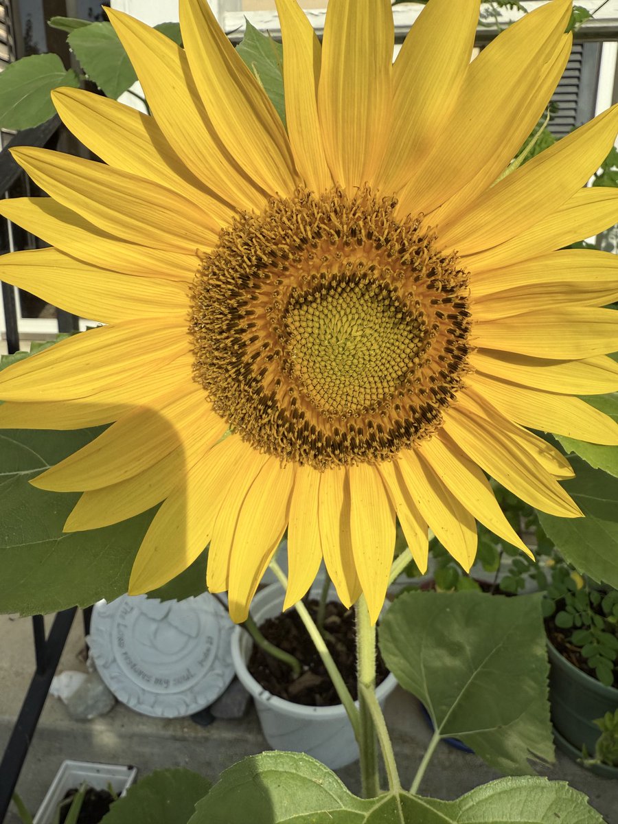 Just in from the garden…