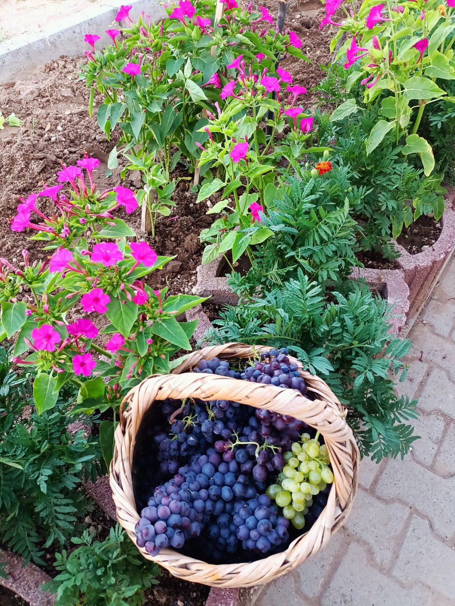 YavuzerNefa's tweet photo. Nevşehir siyah üzüm https://t.co/zCq2D4u07a