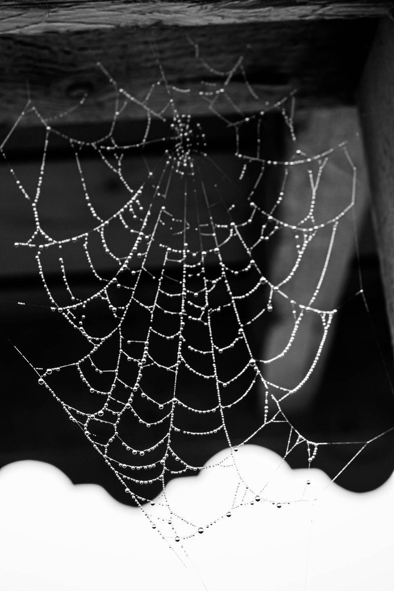 📷 cobweb

🕸1/1

#NFT #NFTCommunity #tezosart #NFTCollection #NFTartist #NFTartist #nftcollectors #surrealart #nftart #collectors #art #photography #photographycommunity 

objkt.com/tokens/KT1GcJJ…