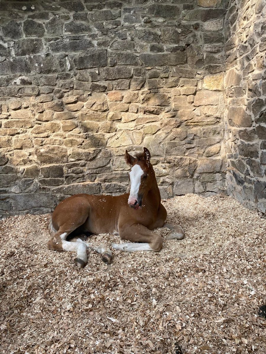 Mt_Briscoe's tweet photo. Pretty as a picture. Two seconds earlier looked like a snowman! 

Nova ! 
Love him 

#mountbriscoeorganicfarm
#Horses #farming #irishdraught #lazysundayafternoon https://t.co/SdOMkexX1L