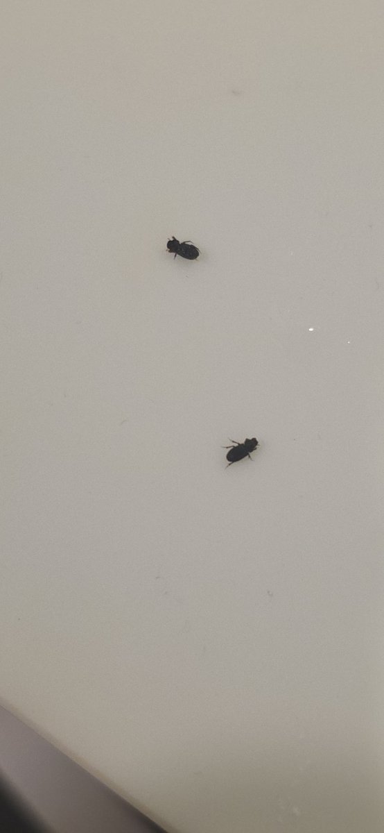 ผมมีไอ่แมงนี่ติดในเสื้อ สี่ตัว 😭