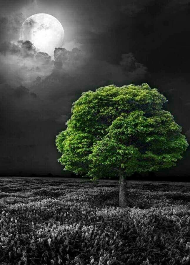 The star always follows you,
pulled by the gravity 
of the galaxy it belongs to,
an evergreen reminder
you’ll never be alone.

#Fairytalepoets 
#FireWriters35