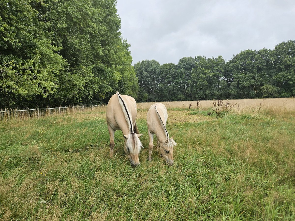 De fjorden Pixie en Winde staan in de Achterhoek. De Maandag.