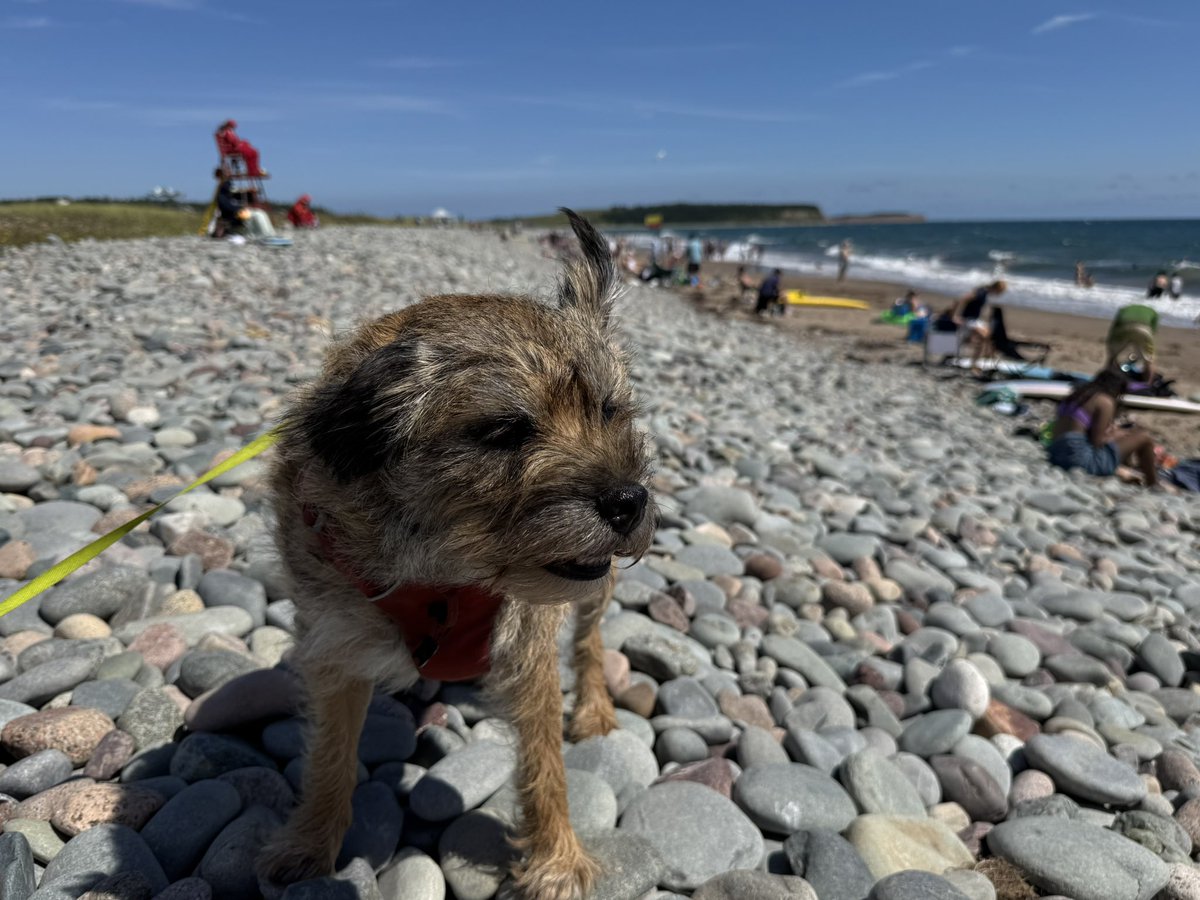 Hubble_BTerrier's tweet photo. It was a breezy day at the beach. That’s not my tail sticking up. 😂 #EarFlappage https://t.co/LE7gaVdMLu