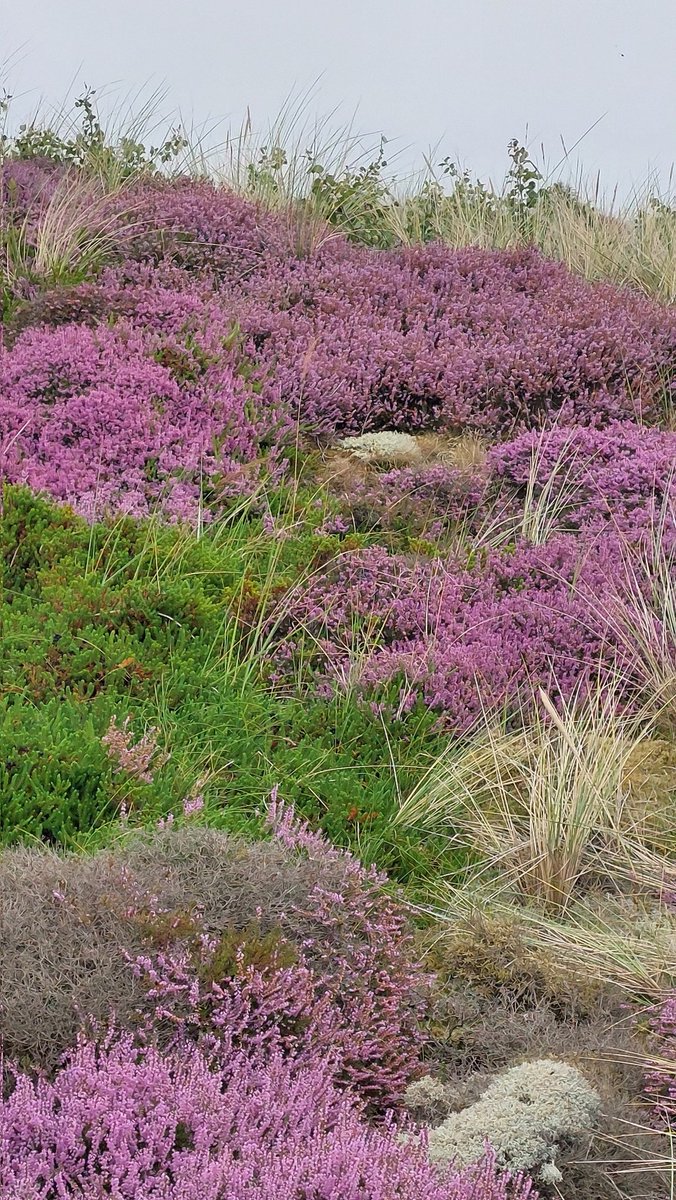 Jan Jaap Werkman (@janjaapwerkman) on Twitter photo 