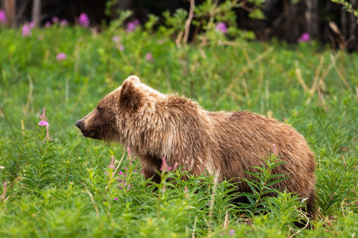 Everyone deserves to frolic in a grassy field at least once this summer. That goes for your car, too. 🐻