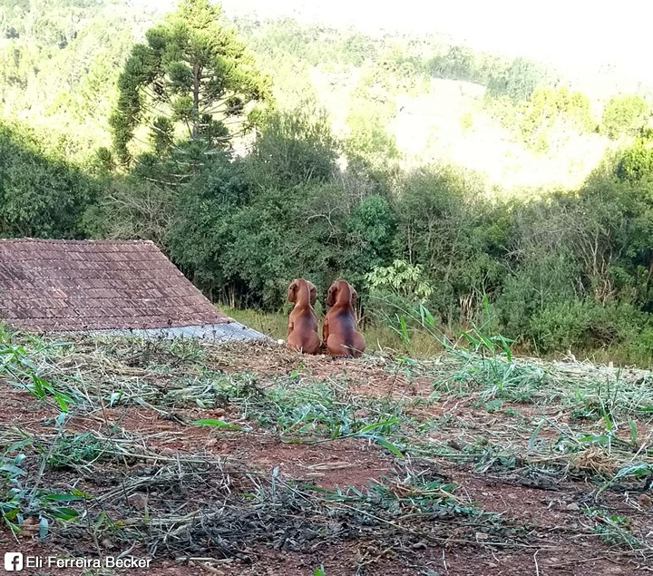 Salsichinhas tweet media