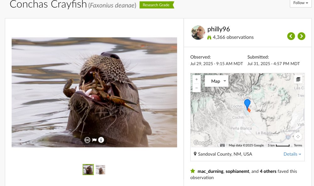 Sophianeⵣ is Team Hoary🦇🦇 tweet media