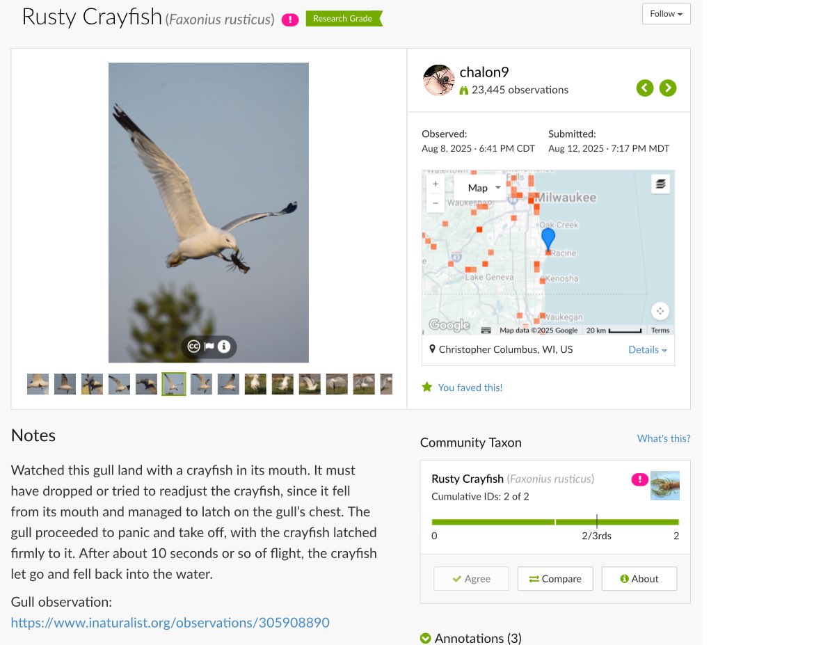 Sophianeⵣ is Team Hoary🦇🦇 tweet media