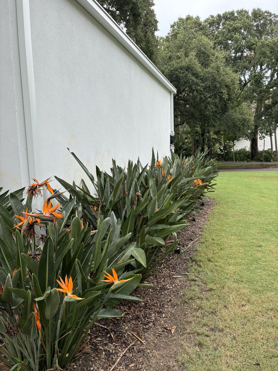 A little yard maintenance with Cole - birds of paradise are showing out!!!