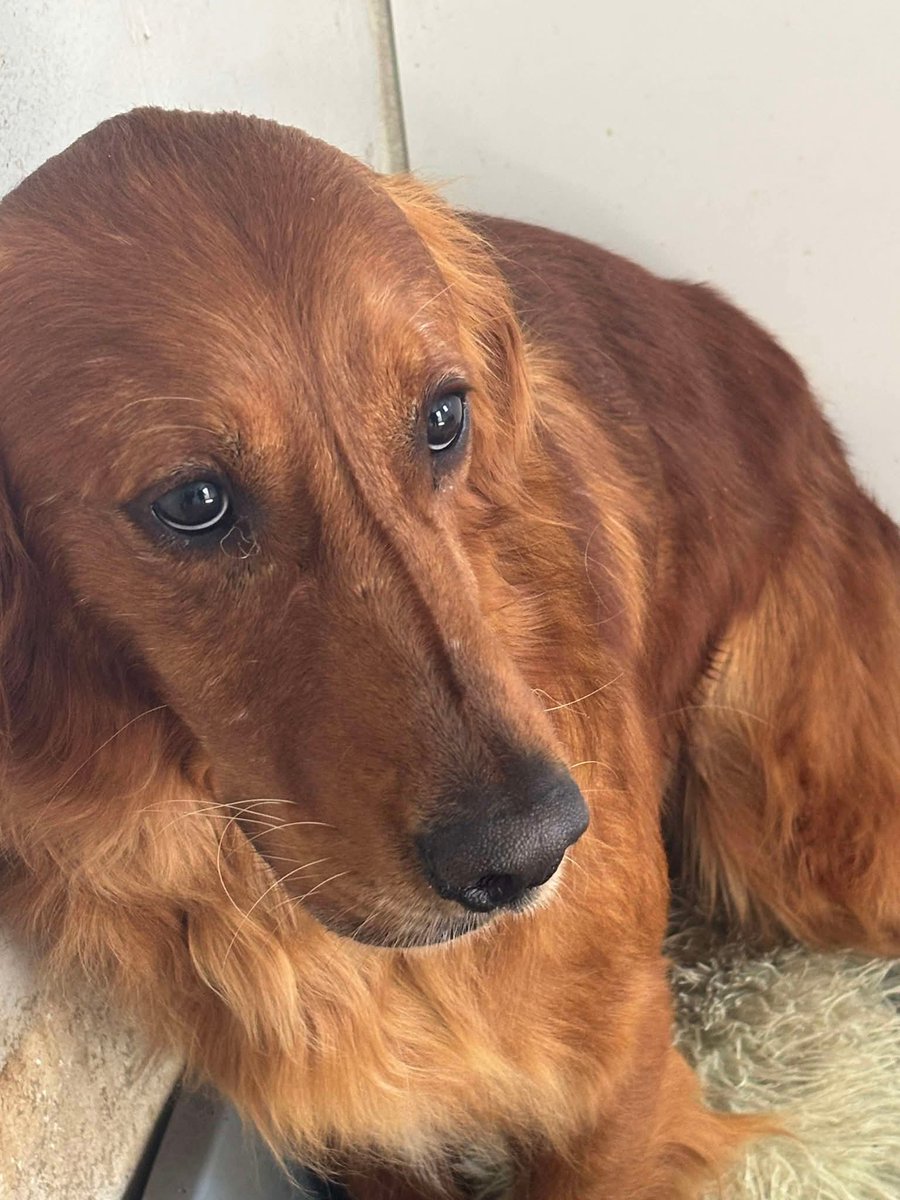 I've just posted an update on Bear &amp; Bailey, two of the dogs that were dumped on the roadside at the same time as the two boys I adopted, Gus &amp; Dylan.

There must be some kind person out there that can offer these two boys the home that they so desperately need.

It is a big ask.