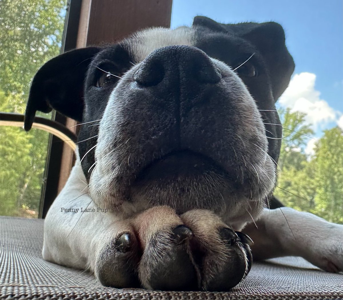 Penny_Lane_Pup's tweet image. Look at dis!!! You frens really must wanna see me run 🤣🤣🤣🤣

We still have about 4 weeks to go! Let’s raise money to save pups! Donations are tax deductible in da US. 

Every donation, helps pups like Lottie &amp;amp; Danny Kay get a second chance! 
runsignup.com/lprpennylane