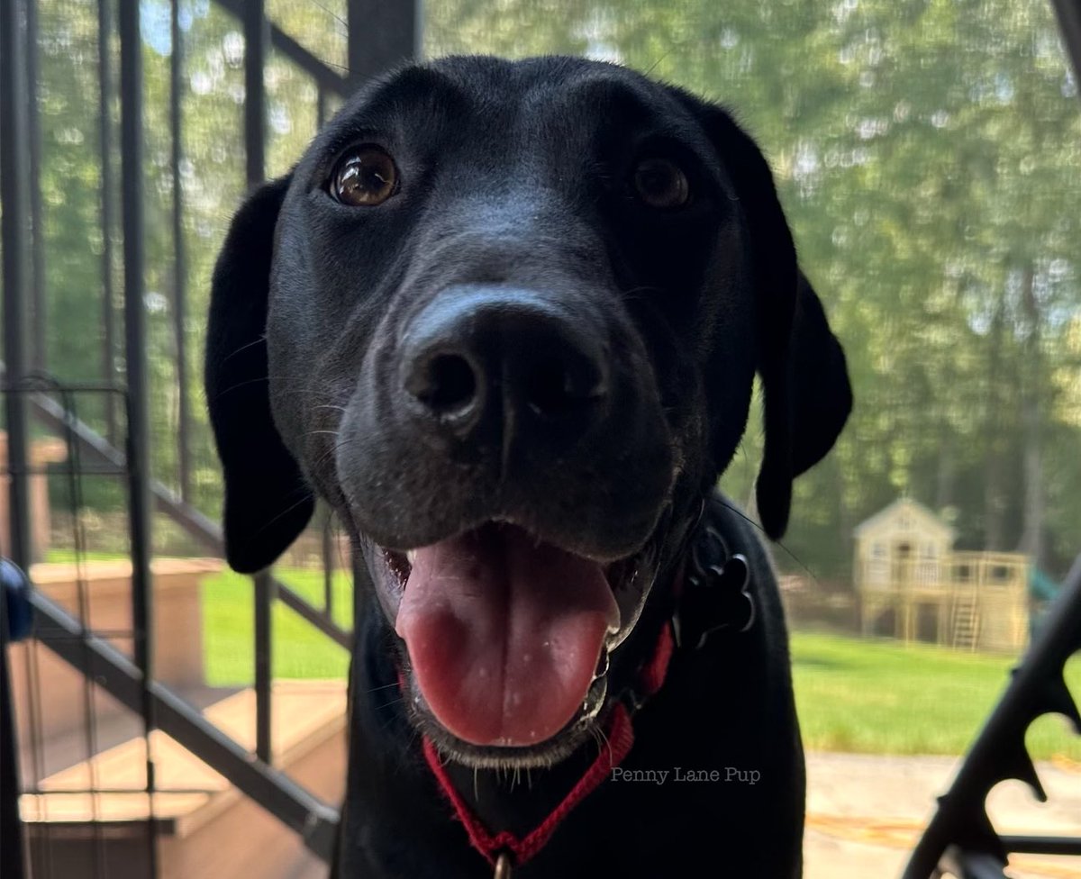 Penny_Lane_Pup's tweet image. Look at dis!!! You frens really must wanna see me run 🤣🤣🤣🤣

We still have about 4 weeks to go! Let’s raise money to save pups! Donations are tax deductible in da US. 

Every donation, helps pups like Lottie &amp;amp; Danny Kay get a second chance! 
runsignup.com/lprpennylane