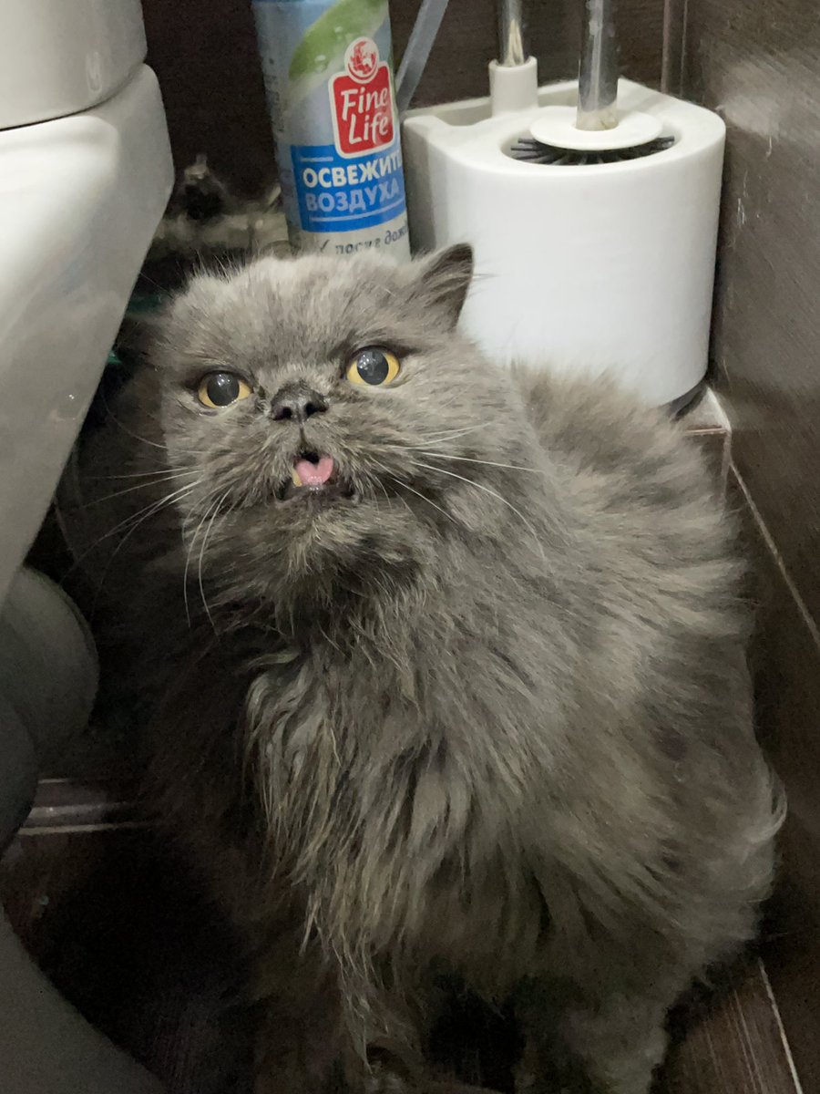 Елена tweet media