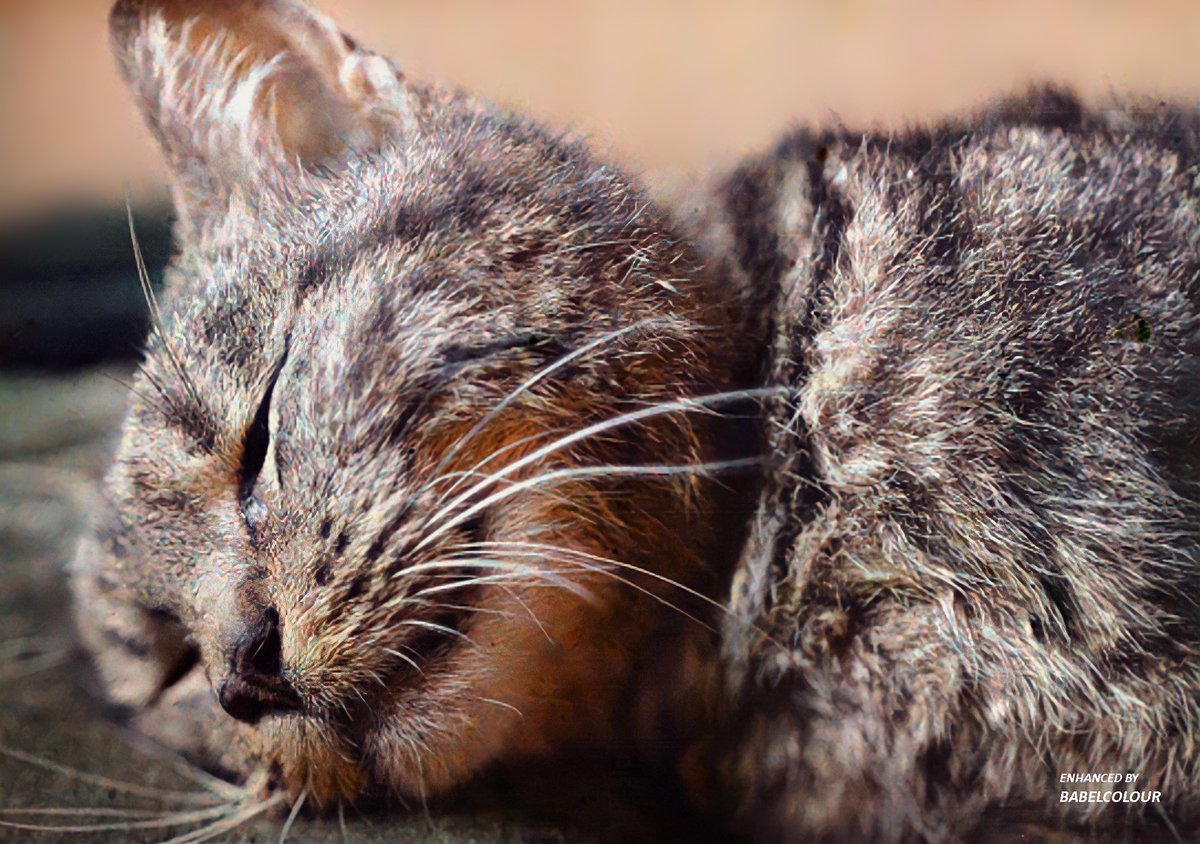 A snoozing cat, photographed 113 years ago by Marcel Meys. I've cleaned up this lovely Autochrome from 1912, entitled "Portrait of a cat sleeping on a cushion". It is original colour, not colourised.